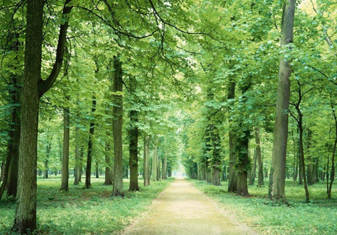 仟億達碳交易，讓林農愛(ài)上植樹(shù)“賣(mài)空氣”